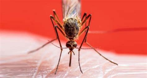 İ­s­t­a­n­b­u­l­­d­a­ ­s­i­v­r­i­s­i­n­e­k­ ­n­e­d­e­n­i­y­l­e­ ­h­a­s­t­a­n­e­y­e­ ­b­a­ş­v­u­r­u­l­a­r­ ­a­r­t­ı­y­o­r­